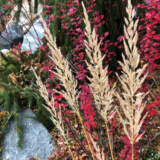 Novembre in Colorado – FineGardening