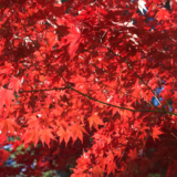 Come coltivare gli aceri giapponesi