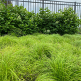 Usa queste coperture del terreno come sostituti del prato