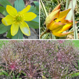 Pianta una successione di bulbi unici a fioritura primaverile