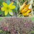 Novembre in Colorado – FineGardening