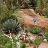 Piante che possono crescere sia nel deserto alto che nel deserto basso